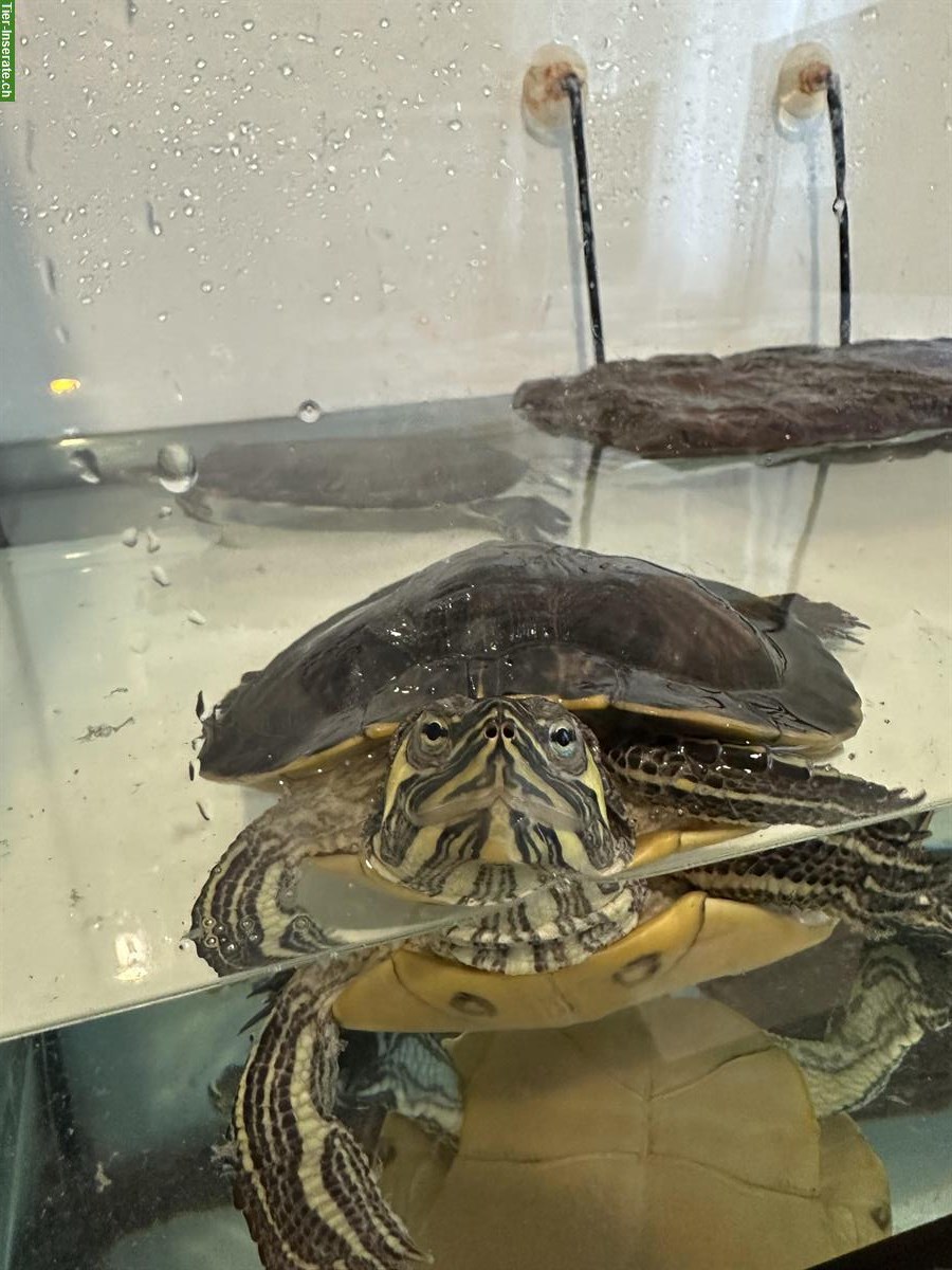 Gelbbauch-Schmuckschildkröten mit Aquarium 40x100cm