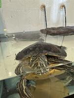Gelbbauch-Schmuckschildkröten mit Aquarium 40x100cm