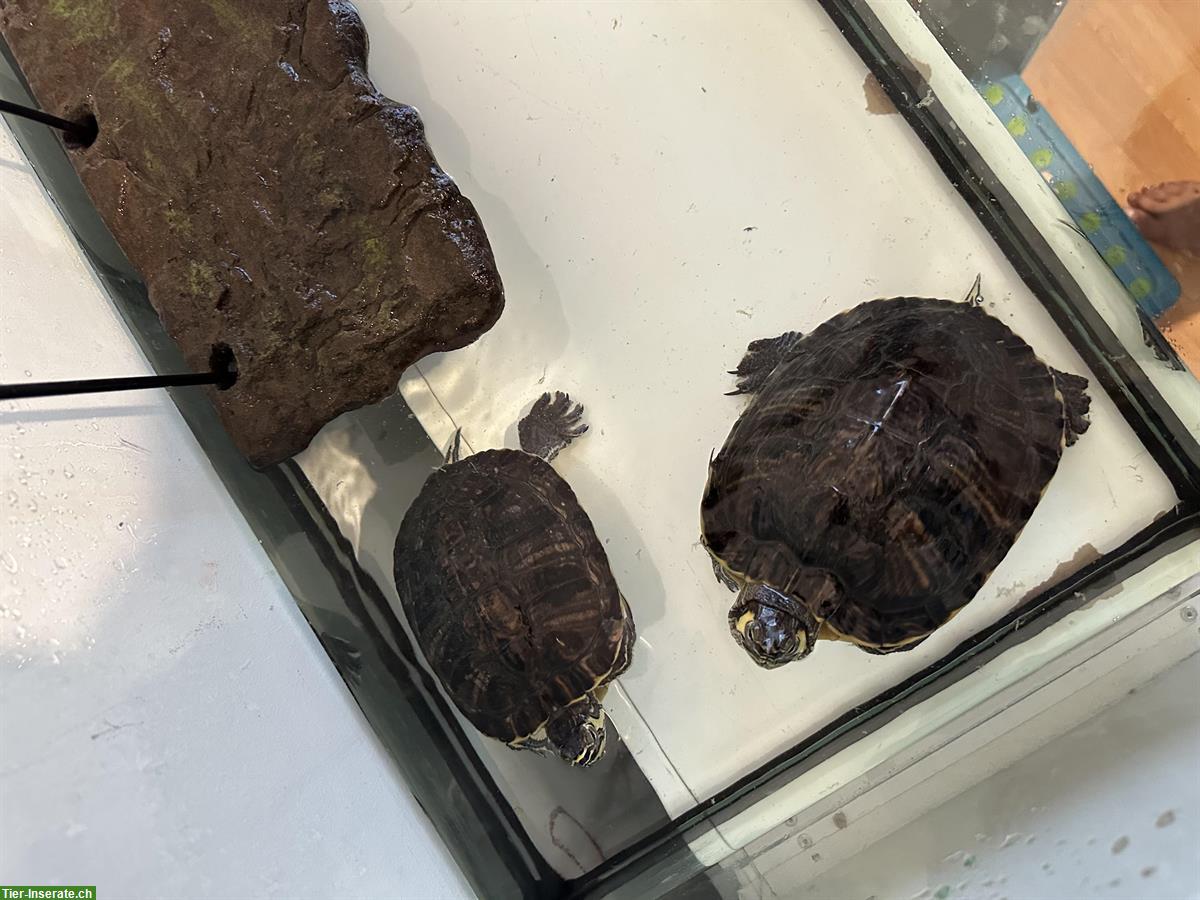 Bild 2: Gelbbauch-Schmuckschildkröten mit Aquarium 40x100cm