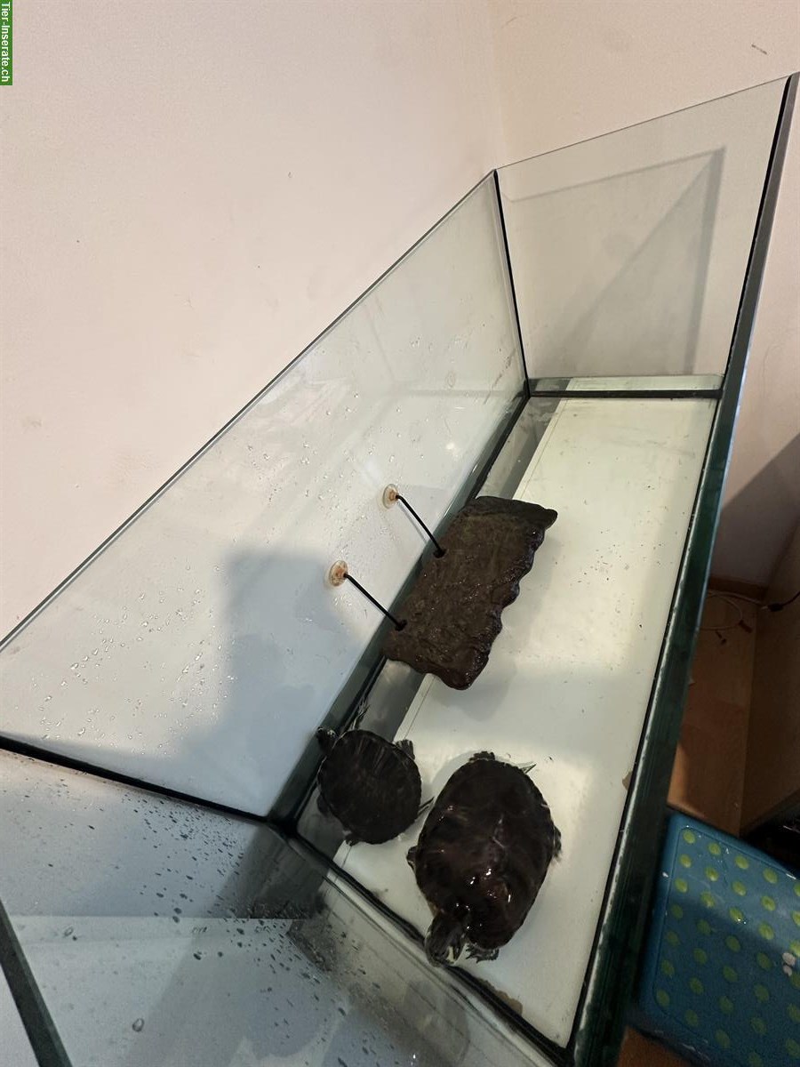 Bild 3: Gelbbauch-Schmuckschildkröten mit Aquarium 40x100cm