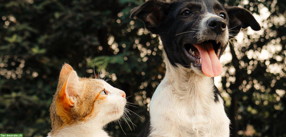Bild 3: ANiFiT gesundes Katzen- & Hundefutter mit CHF 10.- Rabatt ausprobieren