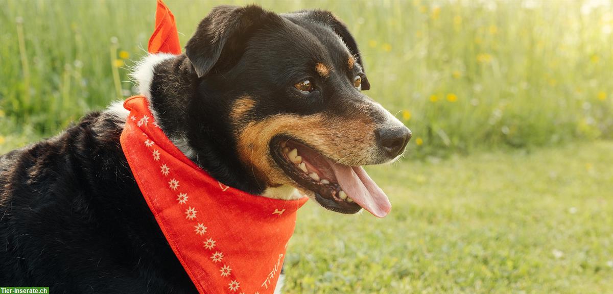 Bild 4: ANiFiT gesundes Katzen- & Hundefutter mit CHF 10.- Rabatt ausprobieren
