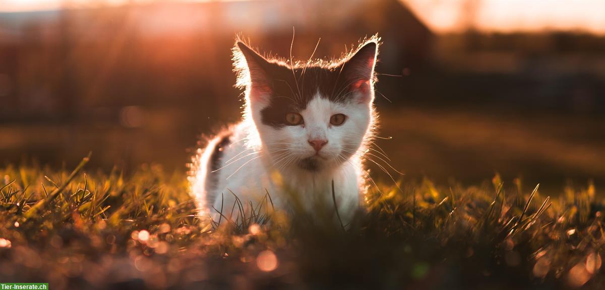 Bild 5: ANiFiT gesundes Katzen- & Hundefutter mit CHF 10.- Rabatt ausprobieren