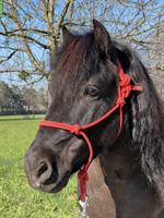 Kräftige Shetlandpony Stute mit viel Potenzial - kein Kinderpony!