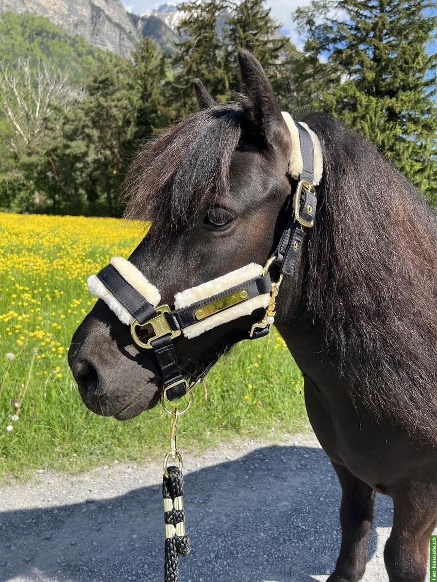 Bild 2: Kräftige Shetlandpony Stute mit viel Potenzial - kein Kinderpony!
