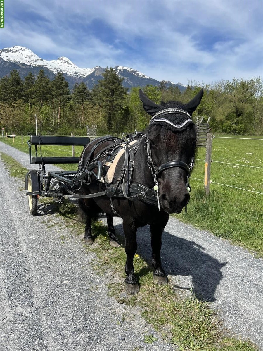 Bild 3: Kräftige Shetlandpony Stute mit viel Potenzial - kein Kinderpony!