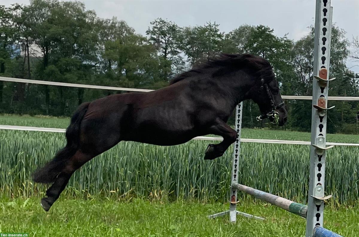 Bild 5: Kräftige Shetlandpony Stute mit viel Potenzial - kein Kinderpony!