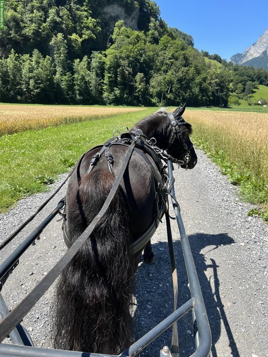 Bild 6: Kräftige Shetlandpony Stute mit viel Potenzial - kein Kinderpony!