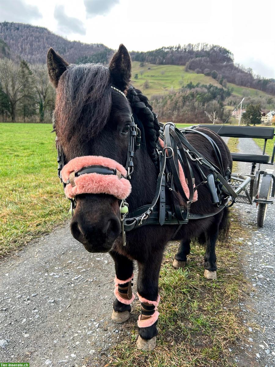Bild 7: Kräftige Shetlandpony Stute mit viel Potenzial - kein Kinderpony!
