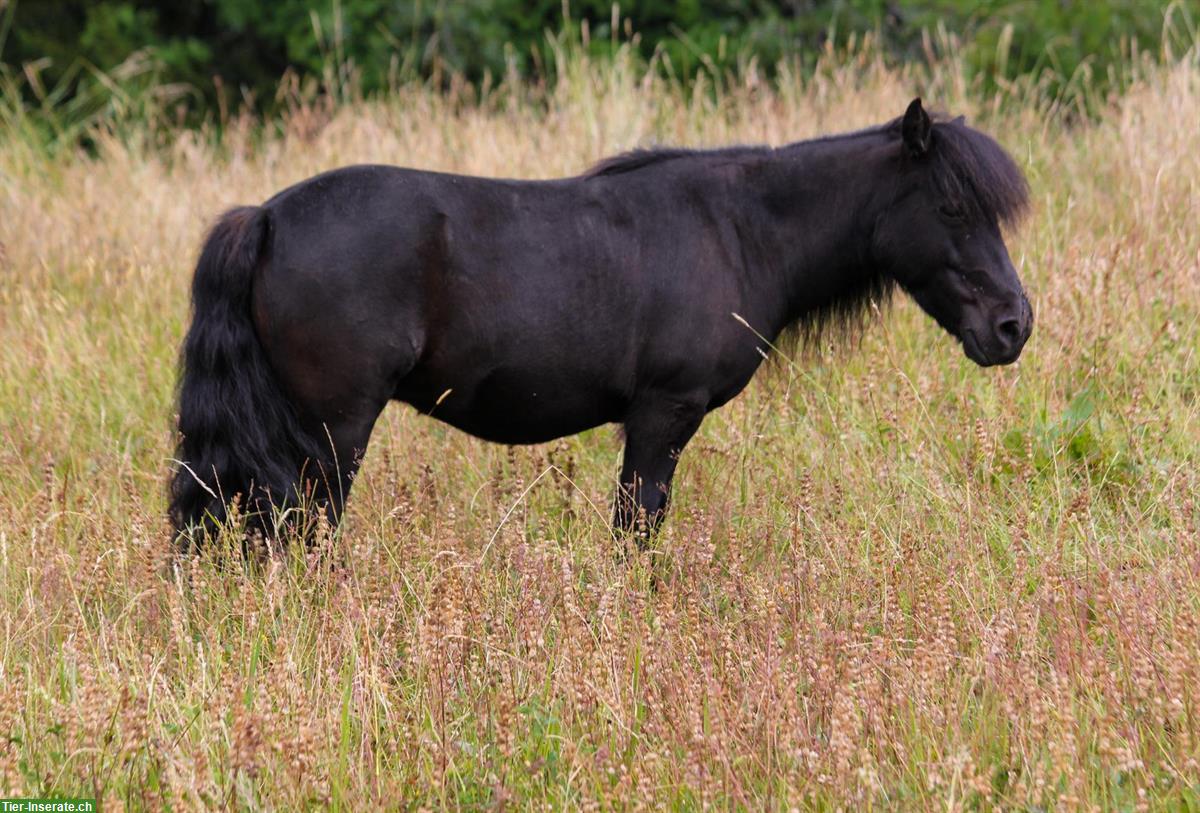 Bild 8: Kräftige Shetlandpony Stute mit viel Potenzial - kein Kinderpony!