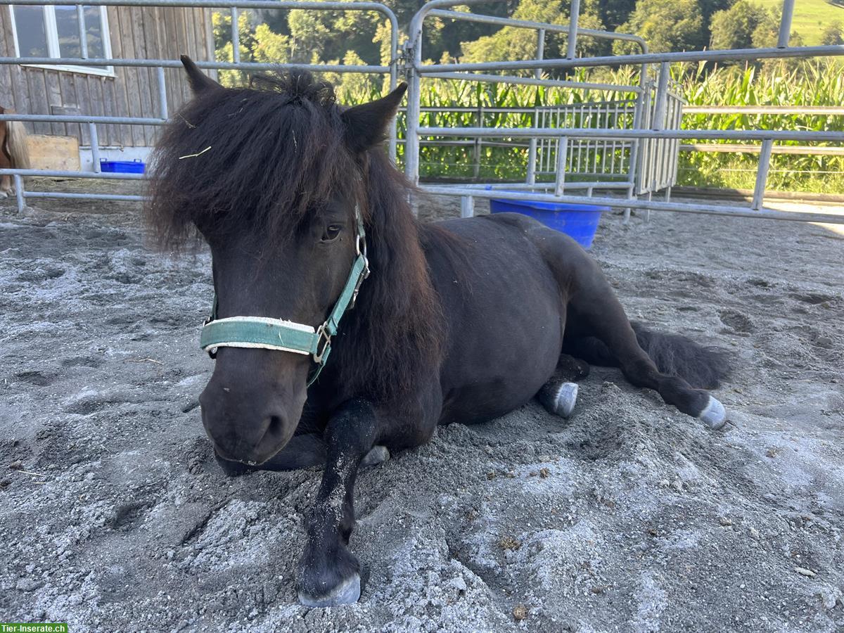 Bild 9: Kräftige Shetlandpony Stute mit viel Potenzial - kein Kinderpony!