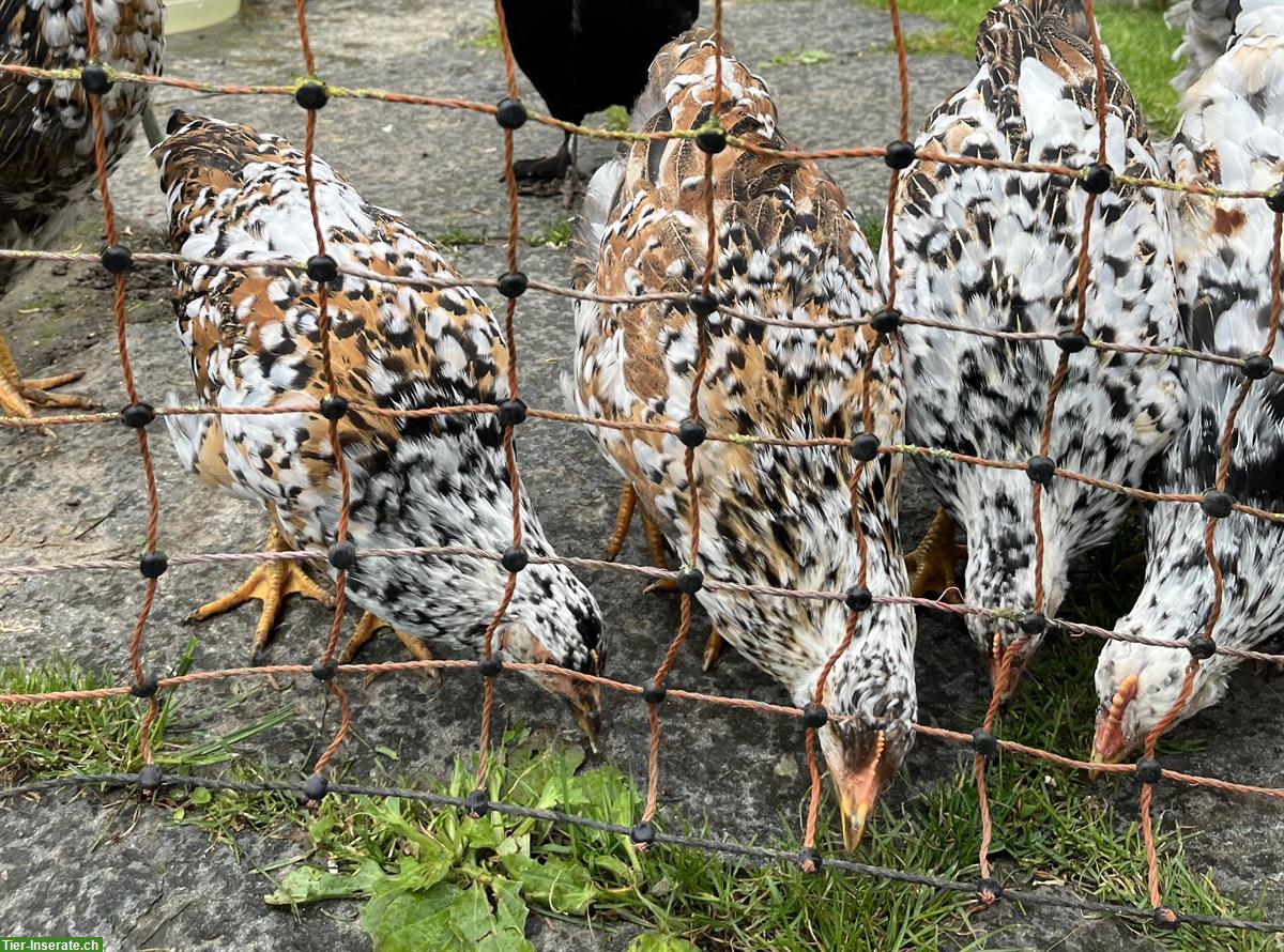 2 bis 3 Blumenhuhn Junghennen abzugeben