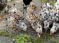 2 bis 3 Blumenhuhn Junghennen abzugeben