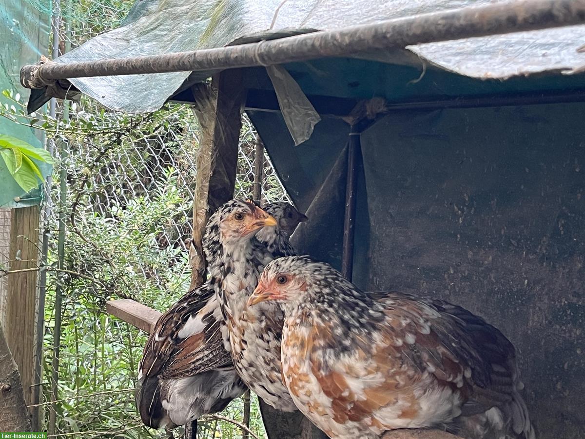 Bild 2: 2 bis 3 Blumenhuhn Junghennen abzugeben