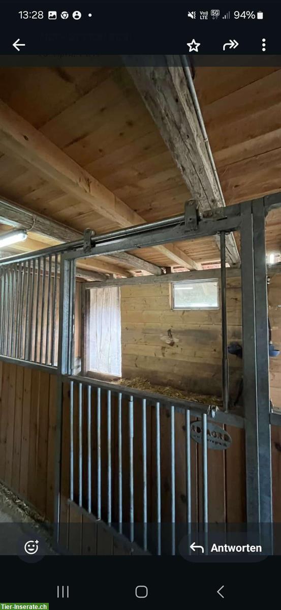 Bild 2: Pferdebox mit Auslauf in Oberried bei Niederscherli
