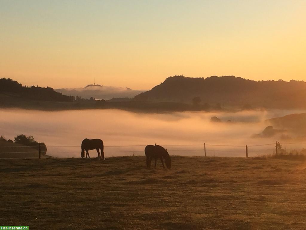 Bild 5: Pferdebox mit Auslauf in Oberried bei Niederscherli