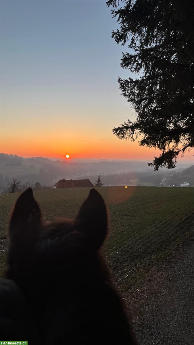 Bild 7: Pferdebox mit Auslauf in Oberried bei Niederscherli
