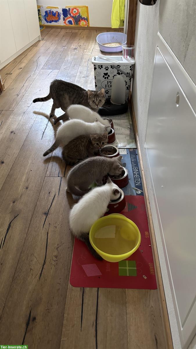 Reinrassige BKH Kitten aus dem Wallis