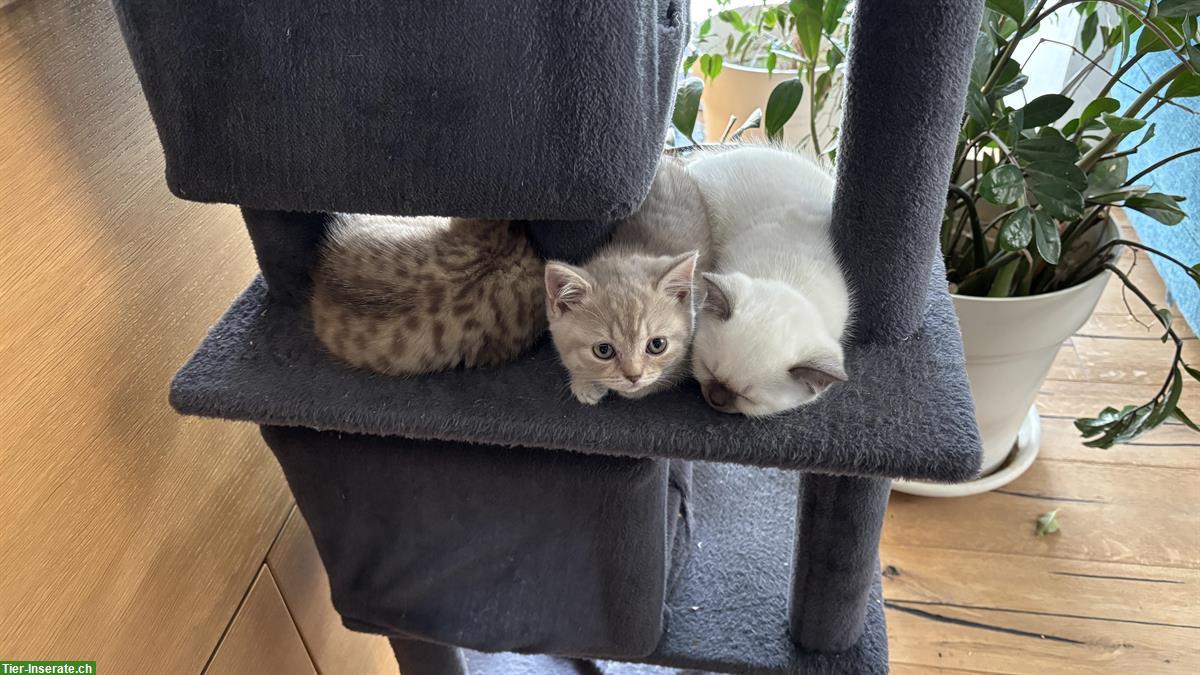 Bild 2: Reinrassige BKH Kitten aus dem Wallis