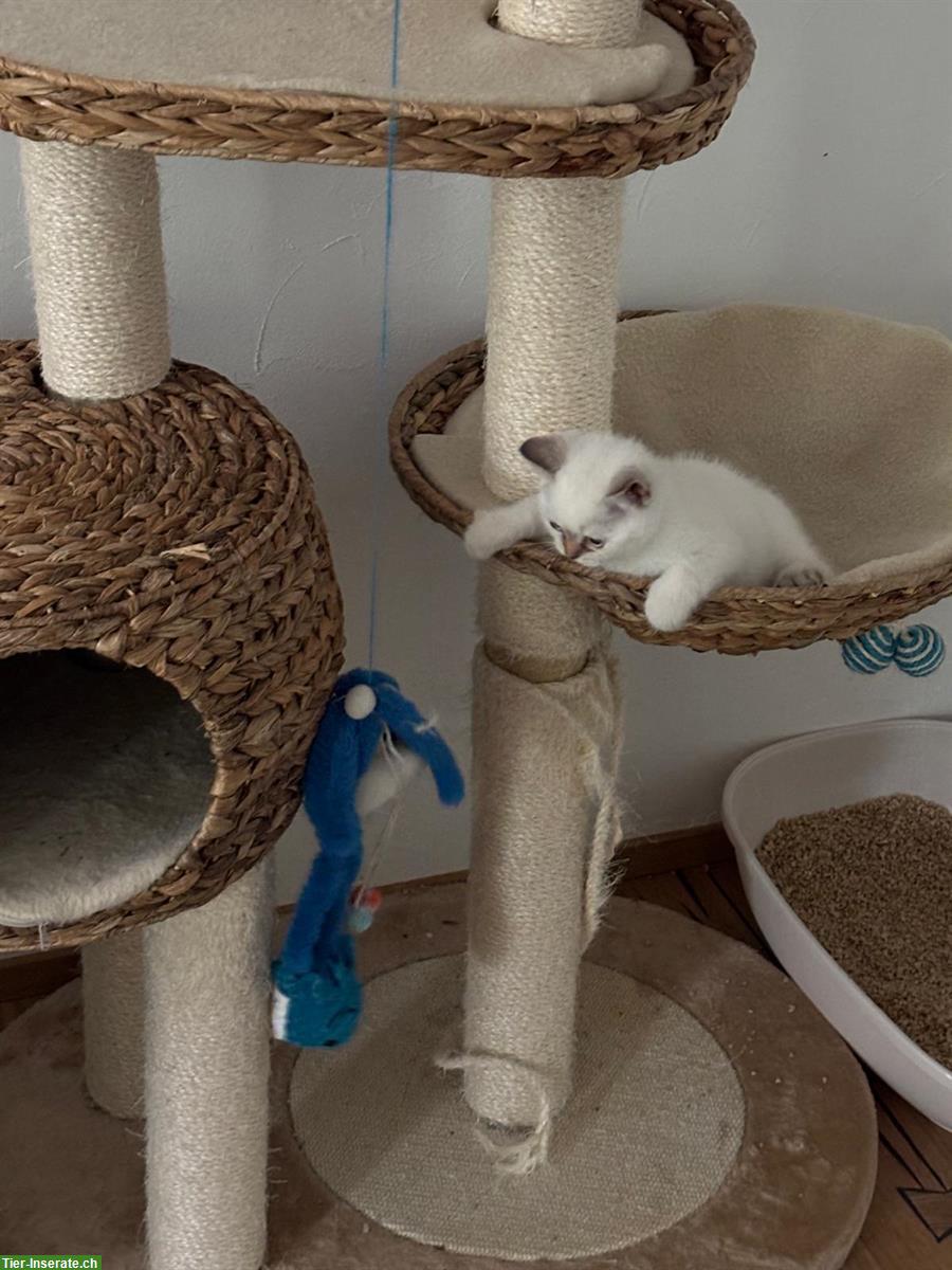 Bild 3: Reinrassige BKH Kitten aus dem Wallis
