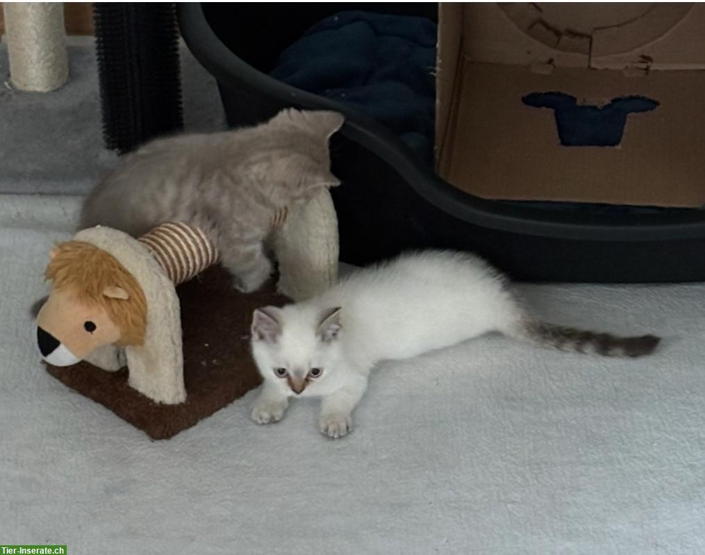 Bild 4: Reinrassige BKH Kitten aus dem Wallis
