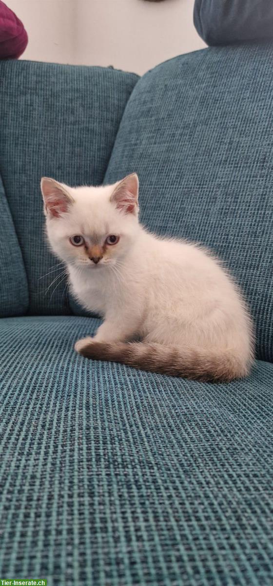Bild 5: Reinrassige BKH Kitten aus dem Wallis