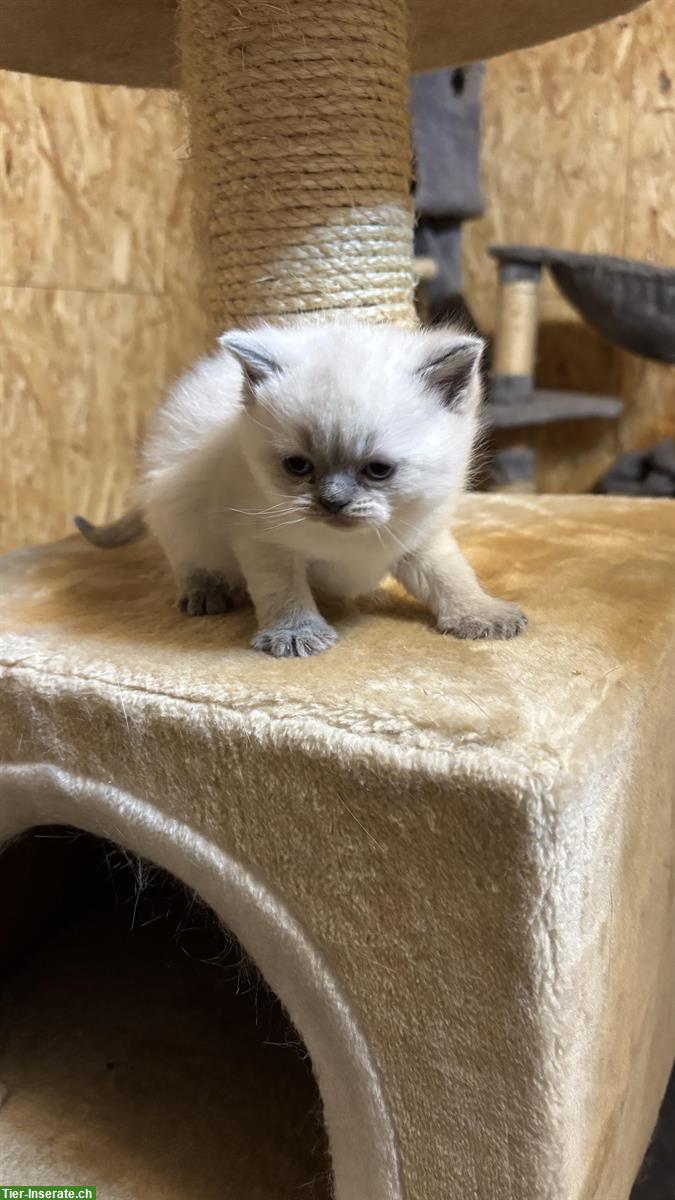 Bild 6: Reinrassige BKH Kitten aus dem Wallis