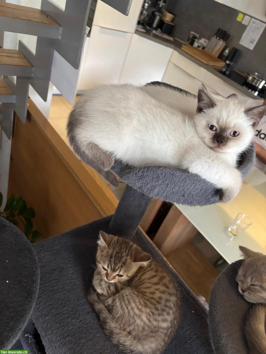 Bild 7: Reinrassige BKH Kitten aus dem Wallis