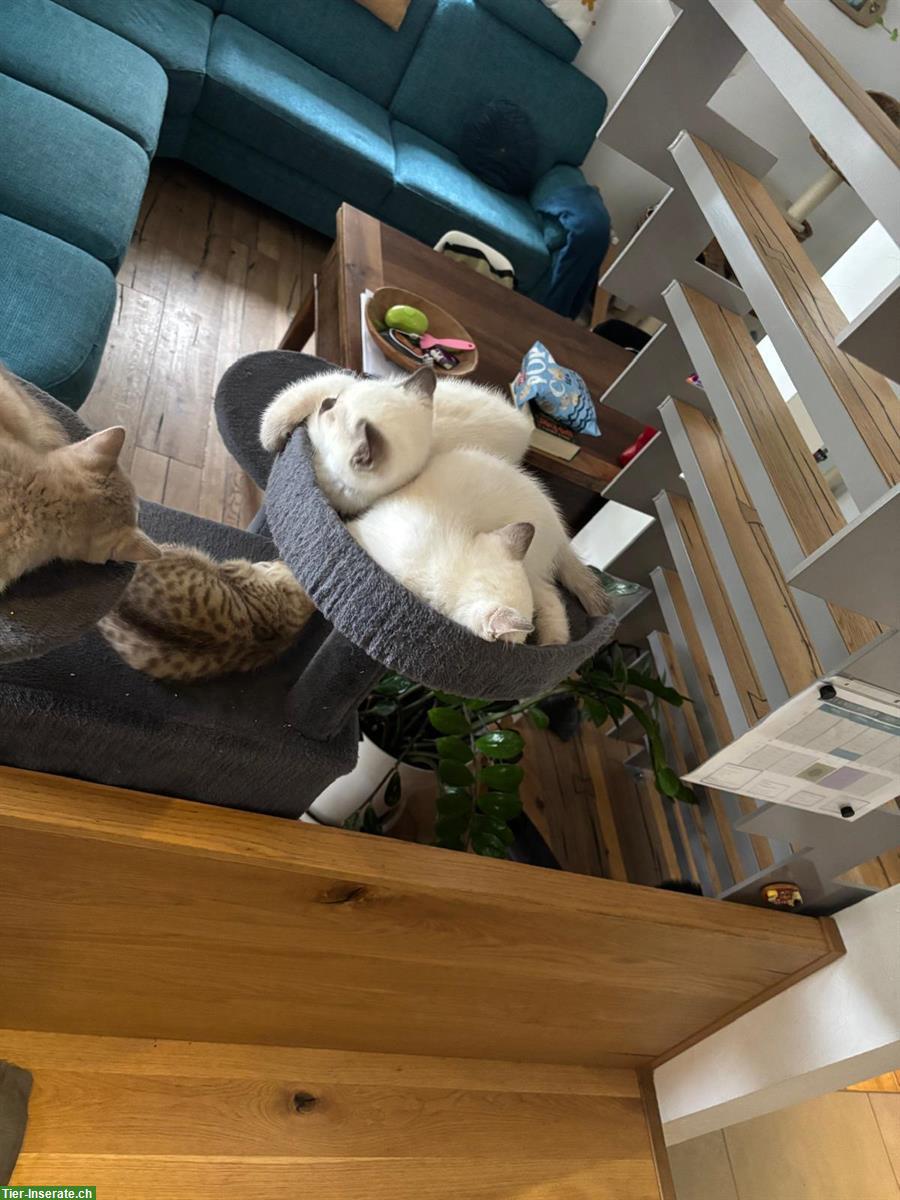 Bild 9: Reinrassige BKH Kitten aus dem Wallis