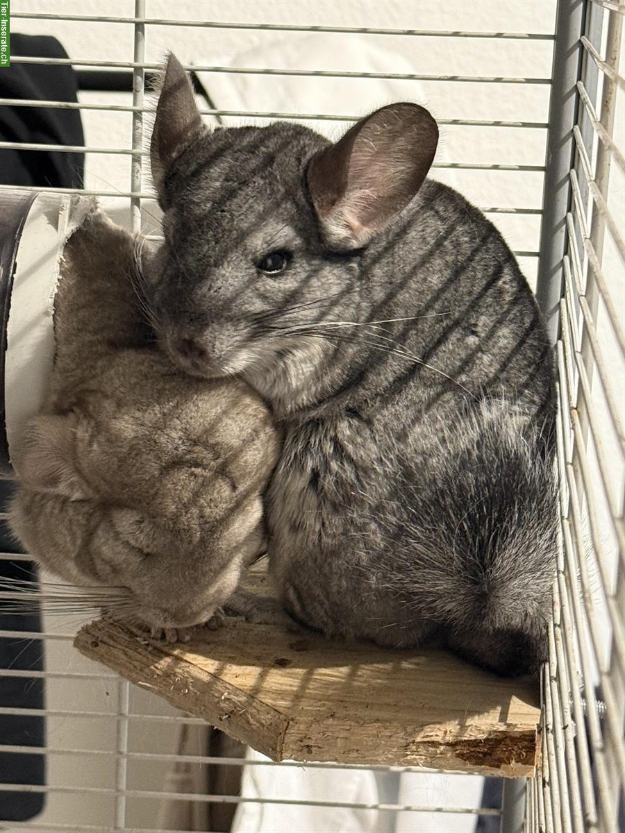 Chinchillas mit Käfig und Zubehör zu verkaufen