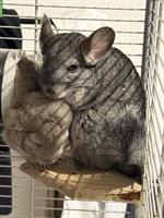 Chinchillas mit Käfig und Zubehör zu verkaufen