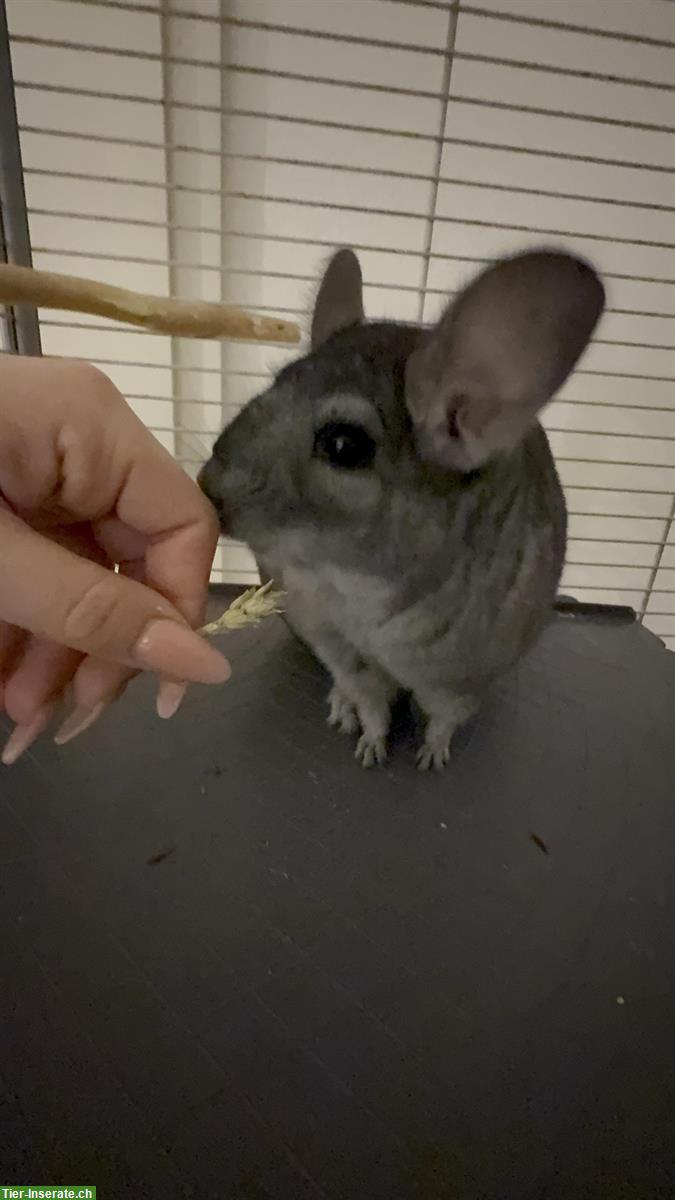 Bild 2: Chinchillas mit Käfig und Zubehör zu verkaufen