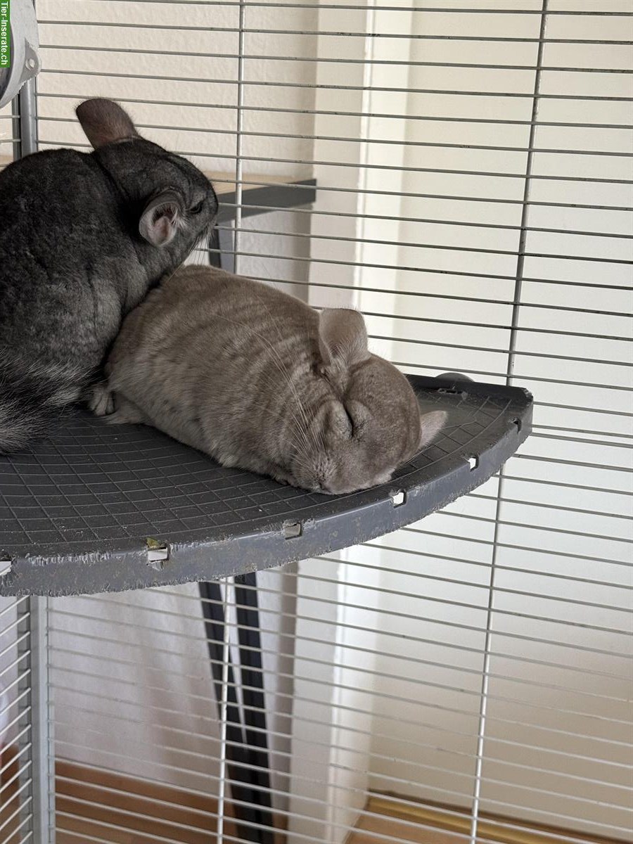 Bild 3: Chinchillas mit Käfig und Zubehör zu verkaufen