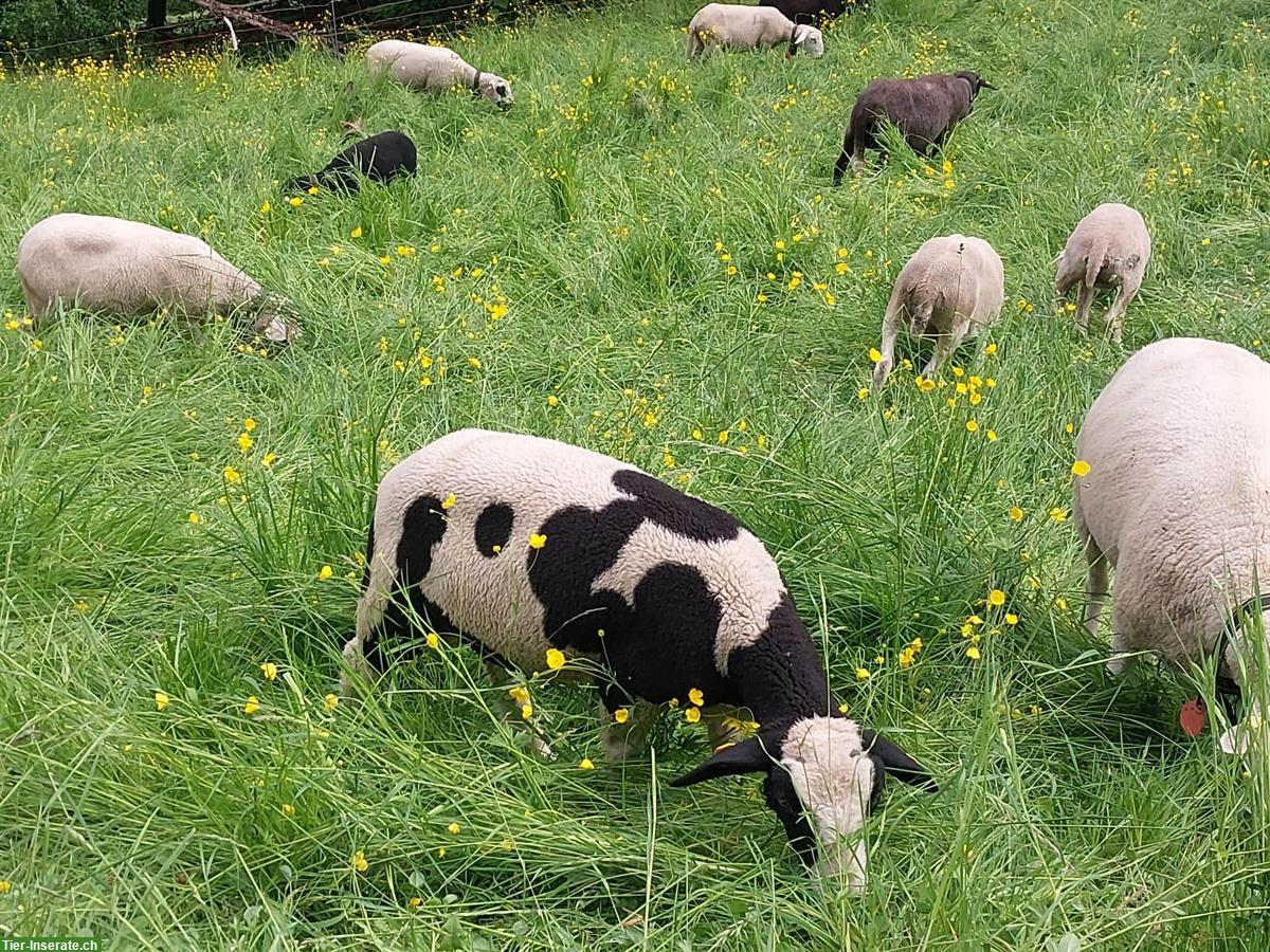 Schafbock Collin, ½-jährig zu verkaufen