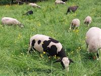 Schafbock Collin, ½-jährig zu verkaufen