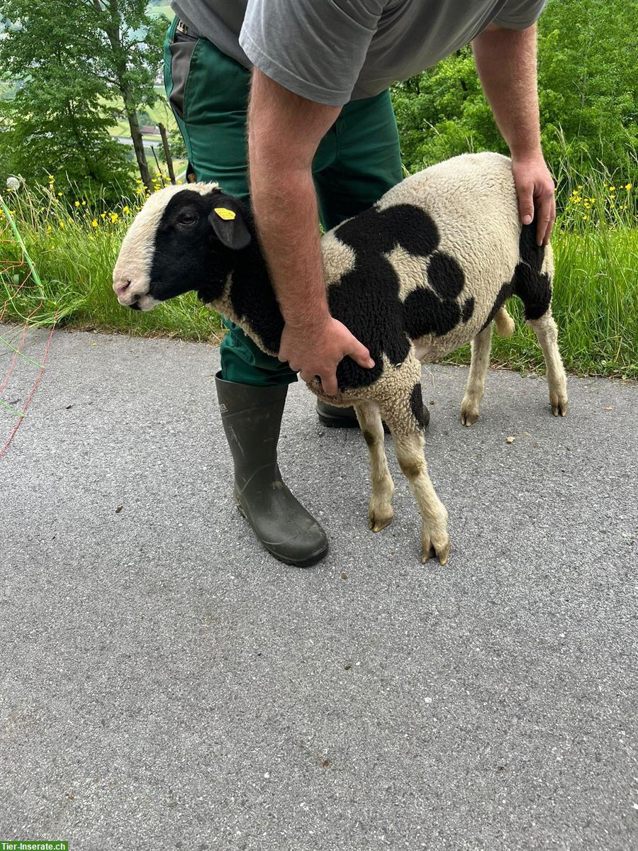 Bild 2: Schafbock Collin, ½-jährig zu verkaufen