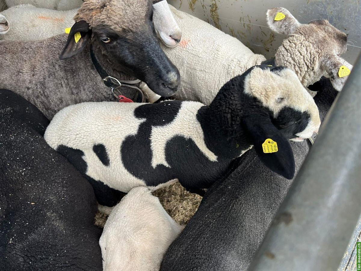 Bild 3: Schafbock Collin, ½-jährig zu verkaufen