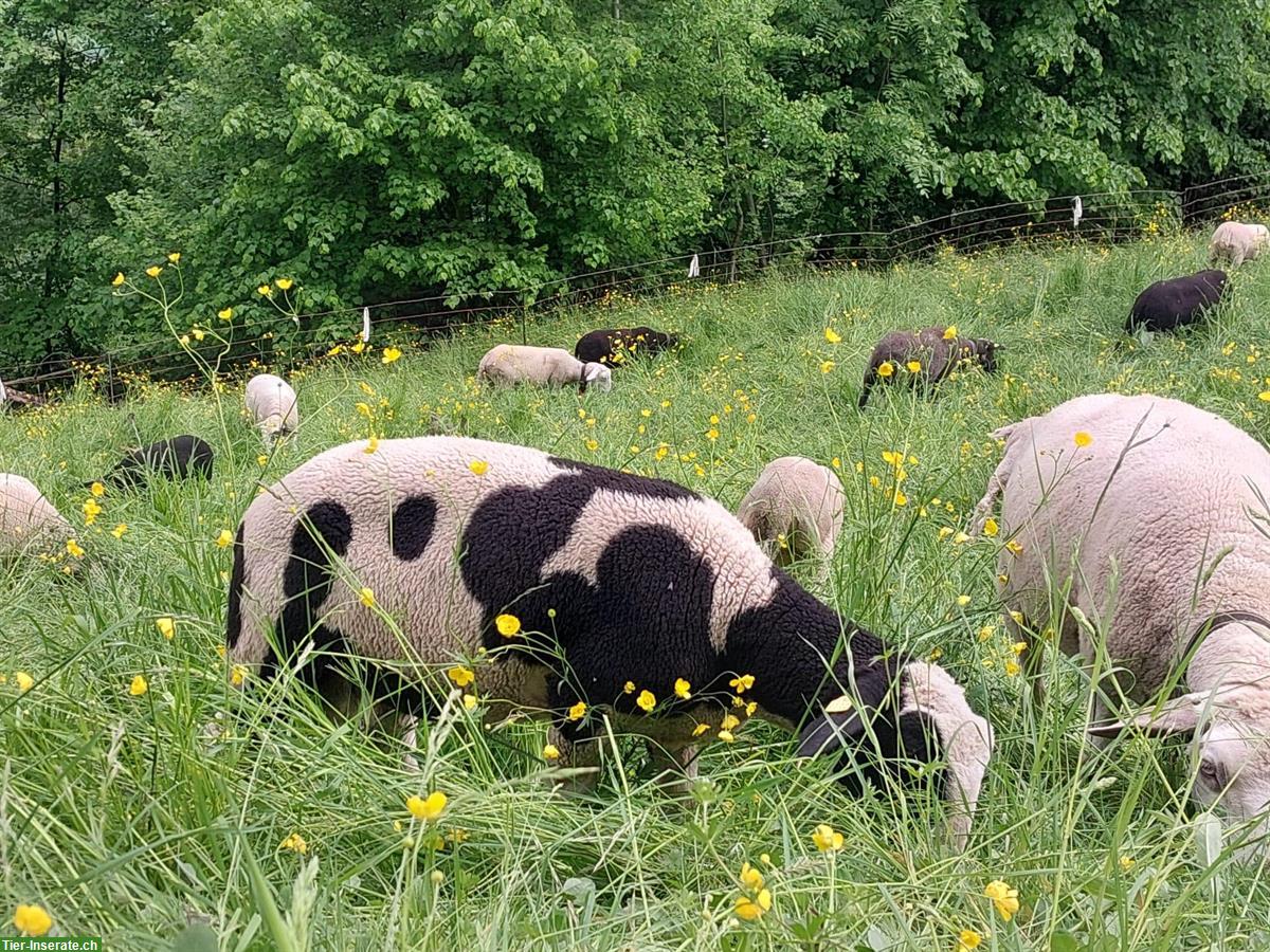 Bild 5: Schafbock Collin, ½-jährig zu verkaufen