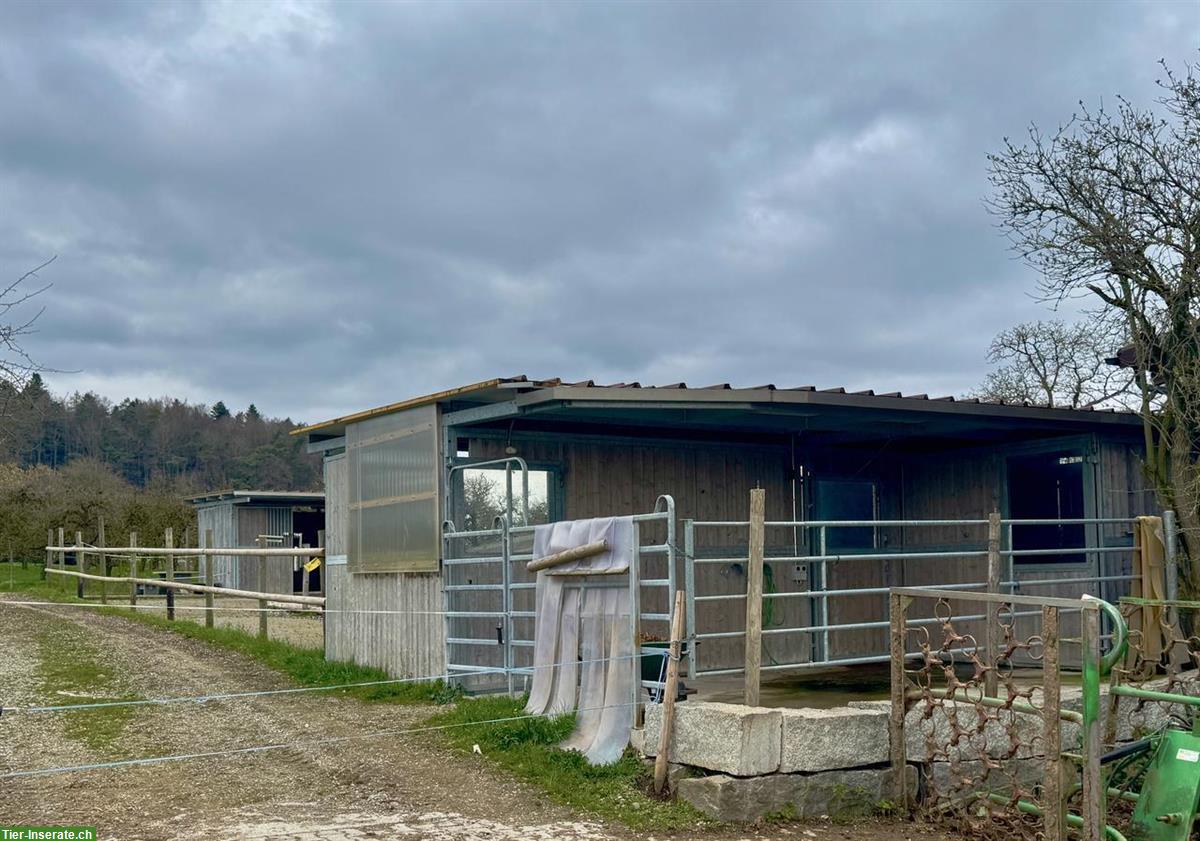 Selbstversorger Stall für bis zu 3 Pferde zu vermieten