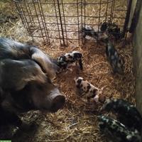 BIO-Turopolje Ferkel zu verkaufen
