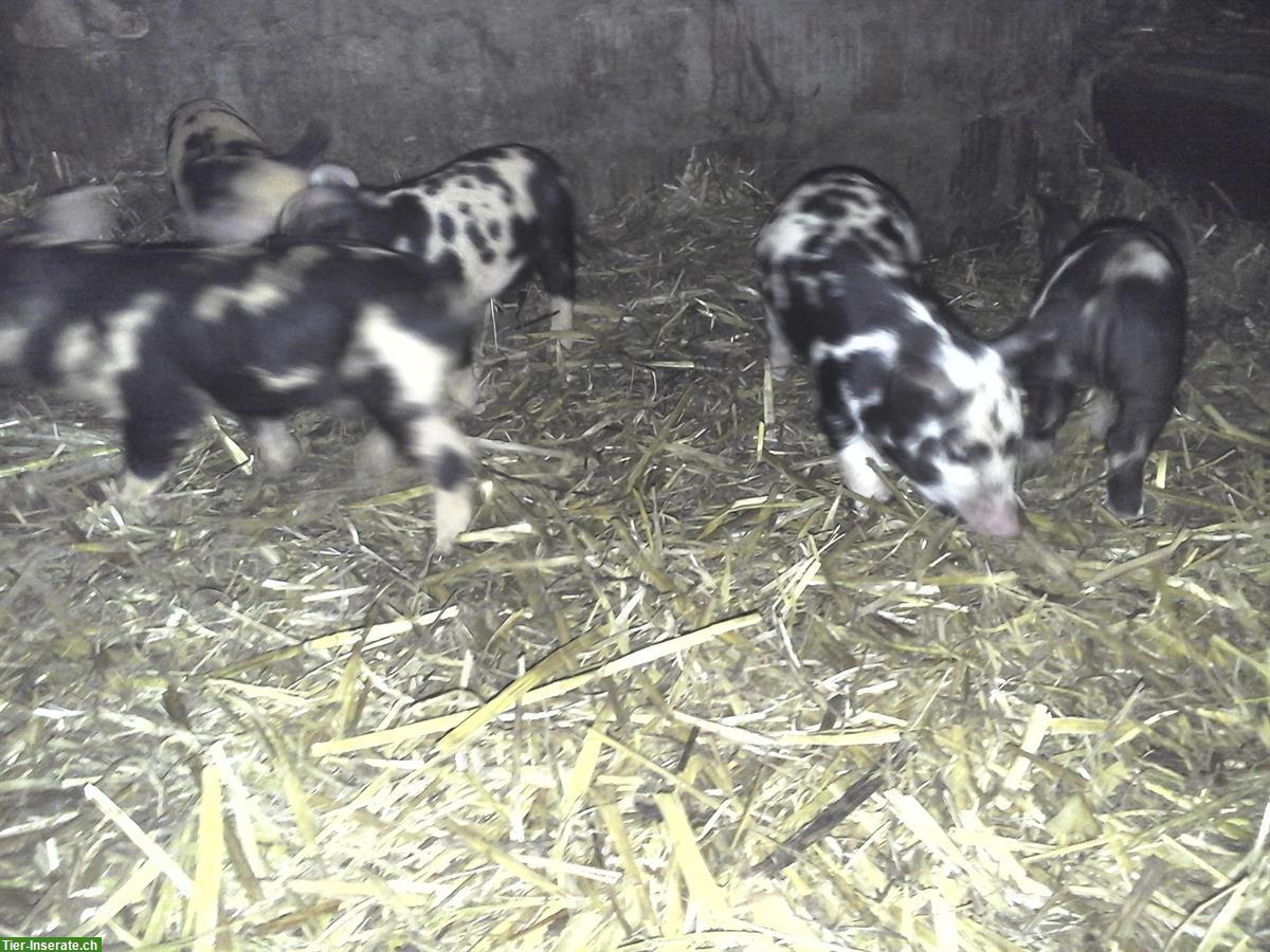 Bild 2: BIO-Turopolje Ferkel zu verkaufen