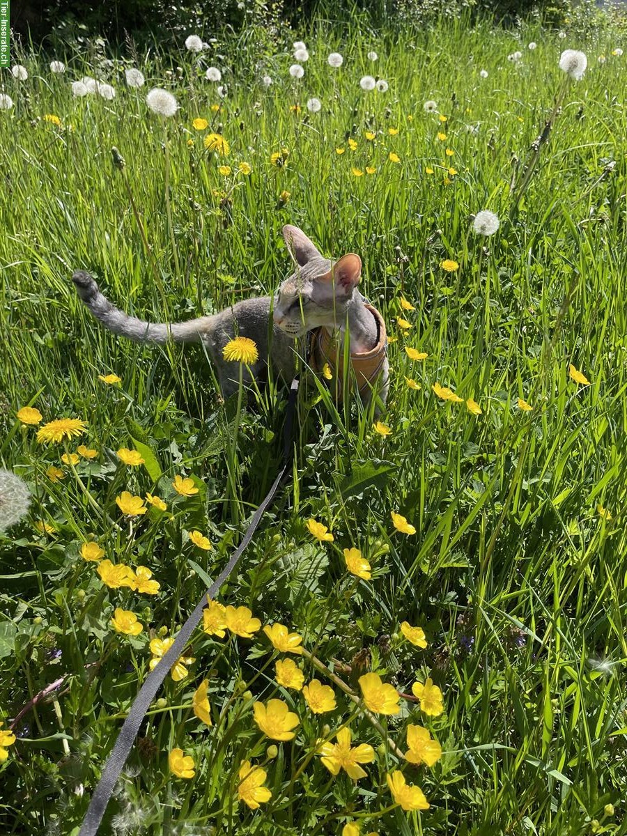 2,5-jährige Katze sucht liebevolles Zuhause