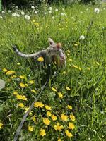 2,5-jährige Katze sucht liebevolles Zuhause