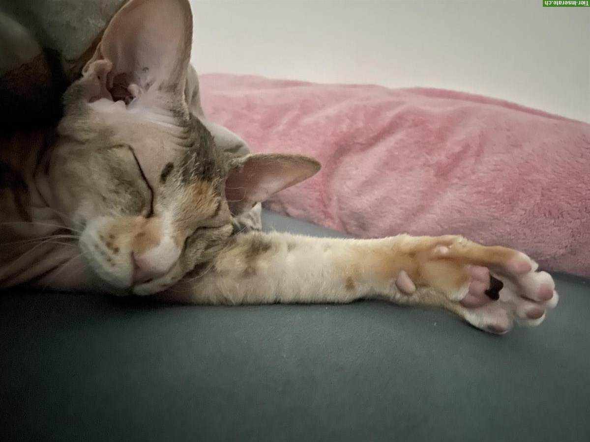 Bild 5: 2,5-jährige Katze sucht liebevolles Zuhause