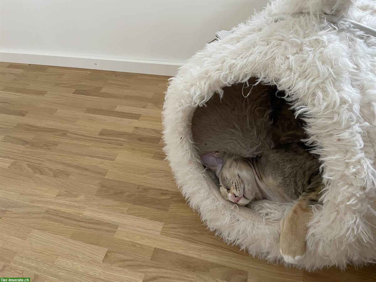 Bild 6: 2,5-jährige Katze sucht liebevolles Zuhause