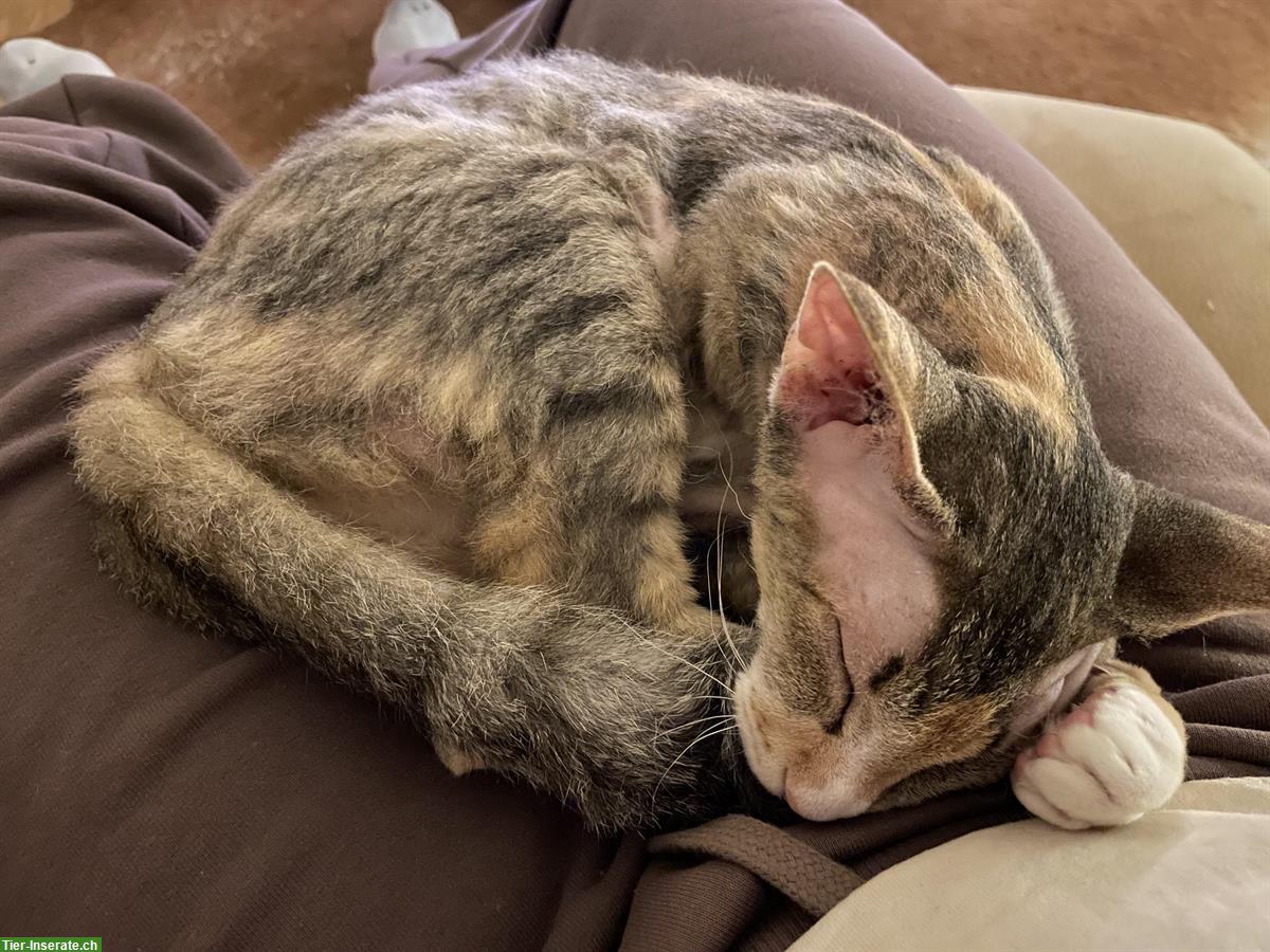Bild 7: 2,5-jährige Katze sucht liebevolles Zuhause