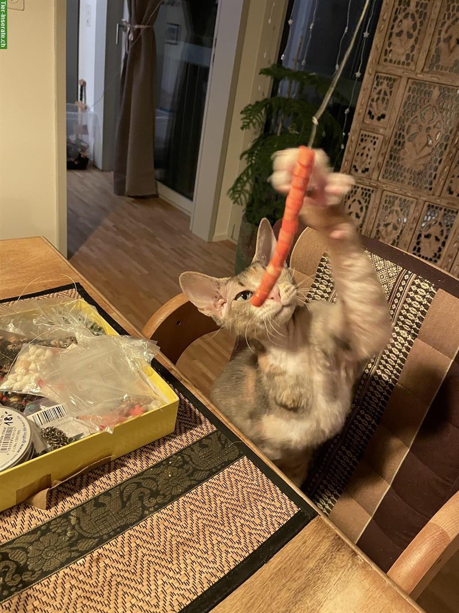 Bild 8: 2,5-jährige Katze sucht liebevolles Zuhause