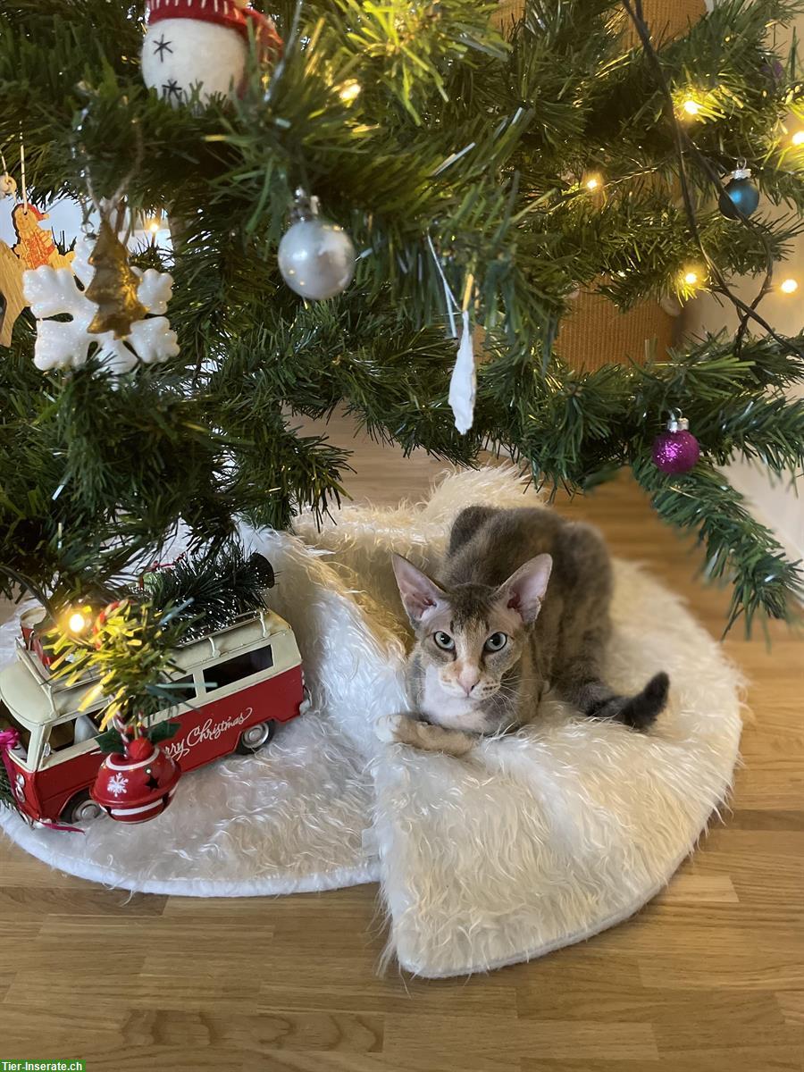 Bild 9: 2,5-jährige Katze sucht liebevolles Zuhause