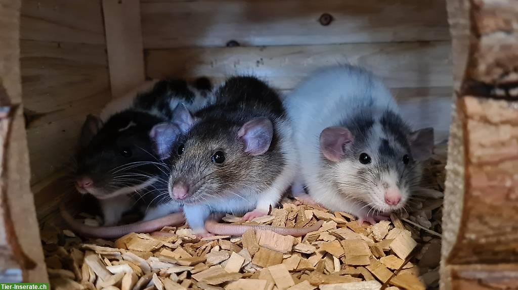 3 Dumbo-Farbratten abzugeben - Optional mit Käfig