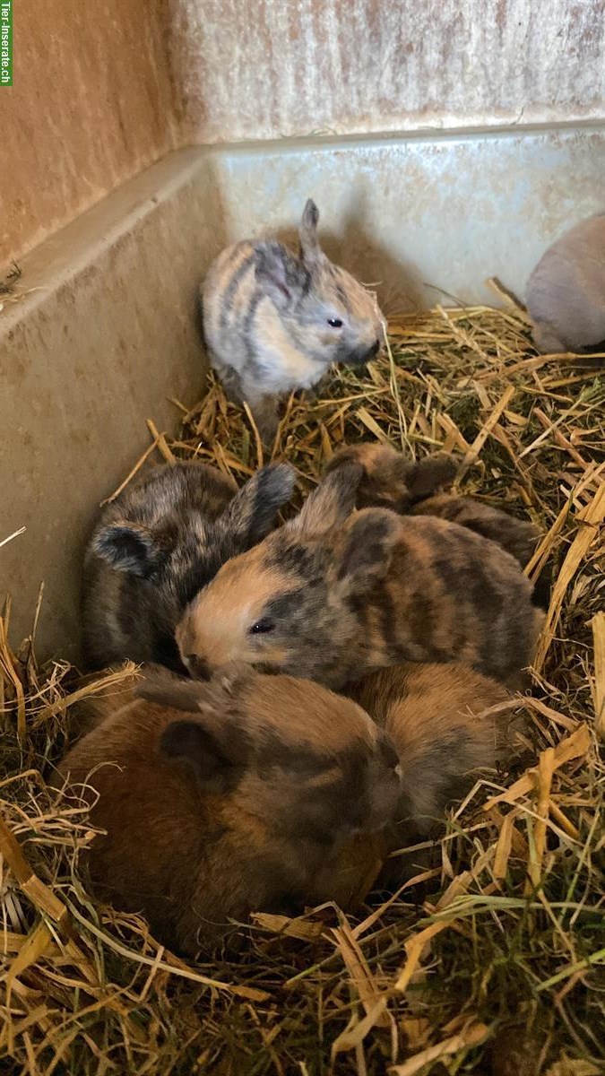 Junge Hauskaninchen GRATIS abzugeben